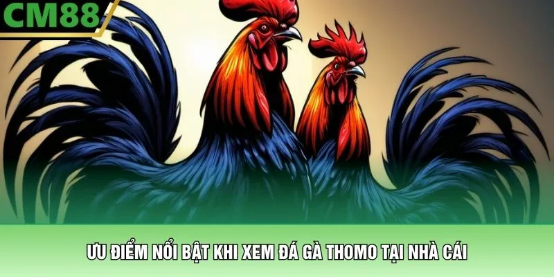 Đá Gà Thomo – Đấu Trường Tử Chiến Bạc Tỷ Tại Nhà Cái CM88 3 Ưu điểm nổi bật khi xem đá gà thomo tại nhà cái